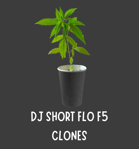 DJ SHORT ORIGINAL FLO F5 CLONES (DJ SHORT GENETICS)