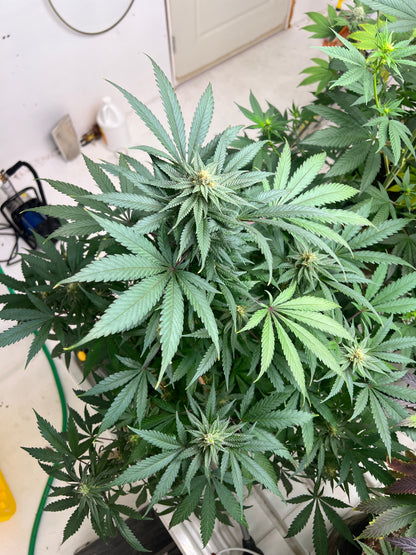 TALIBAN F1 CLONES (ELITE CUT GENETICS)