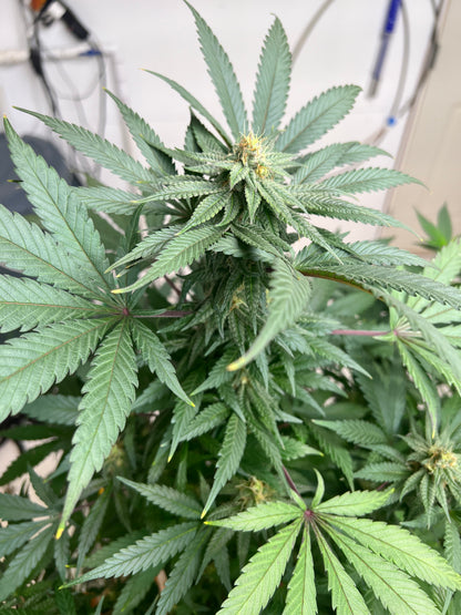 TALIBAN F1 CLONES (ELITE CUT GENETICS)