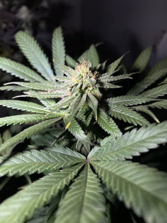 Taliban F1 Pure Landrace Cross- Regular Seeds