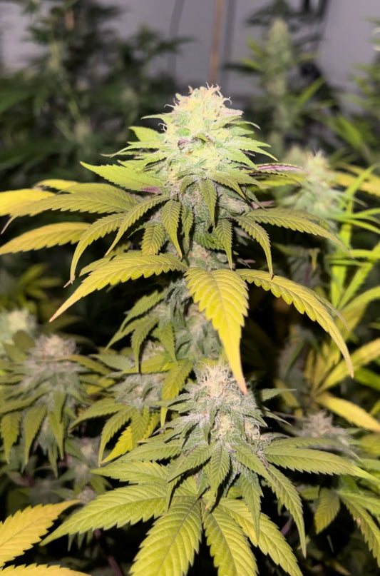 ALOHA BLUE F3 (DJ SHORT BLUEBERRY ORIGINAL CIRCA 2002 X 98' ALOHA WHITE WIDOW)- Regular Seeds