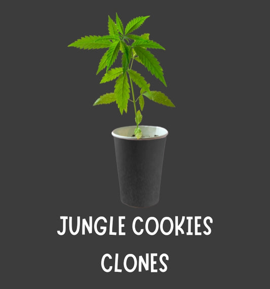 JUNGLE COOKIES CLONES (ELITE CUT GENETICS)