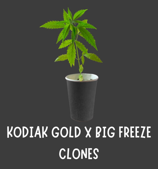 KODIAK GOLD X BIG FREEZE CLONES (ALASKA JEFF GENETICS)