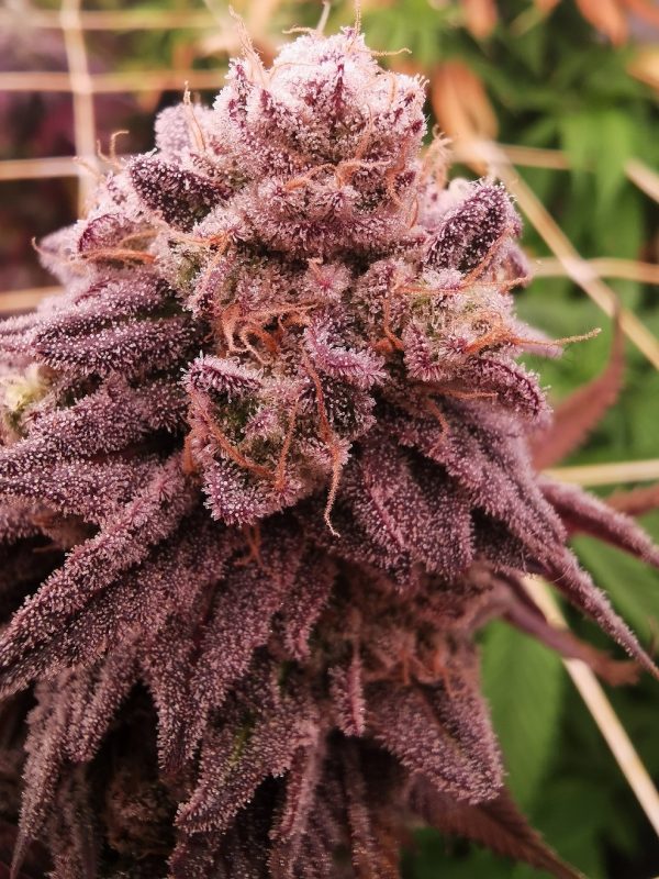 LIMON BLANCO V3 FEMALE CLONES- (KHALIFA GENETICS)