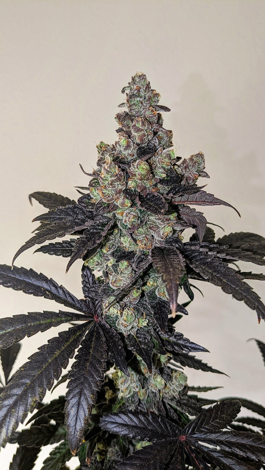 LIMON BLANCO V3 FEMALE CLONES- (KHALIFA GENETICS)