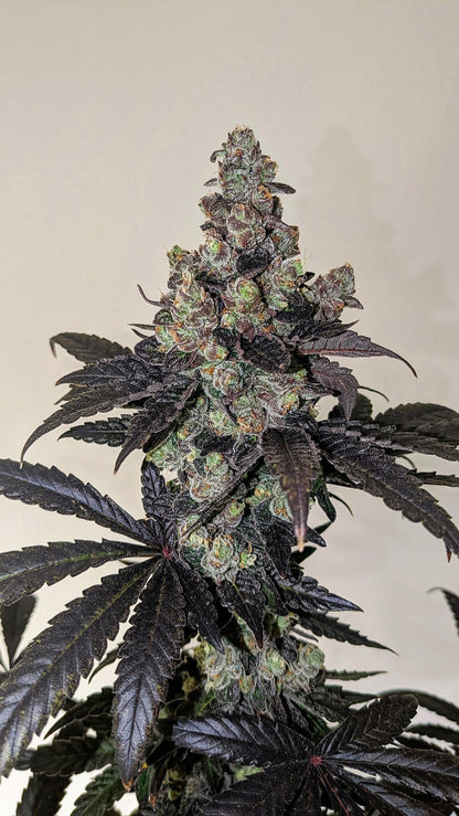LIMON BLANCO V3 FEMALE CLONES- (KHALIFA GENETICS)