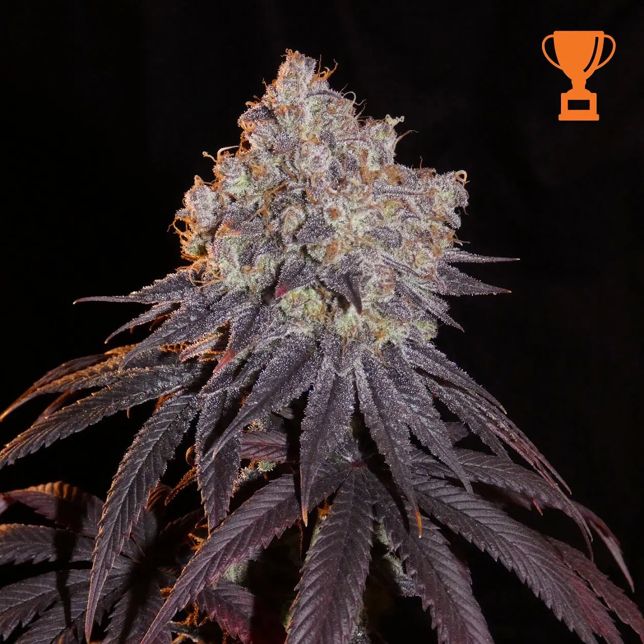 LIMON BLANCO V3 FEMALE CLONES- (KHALIFA GENETICS)