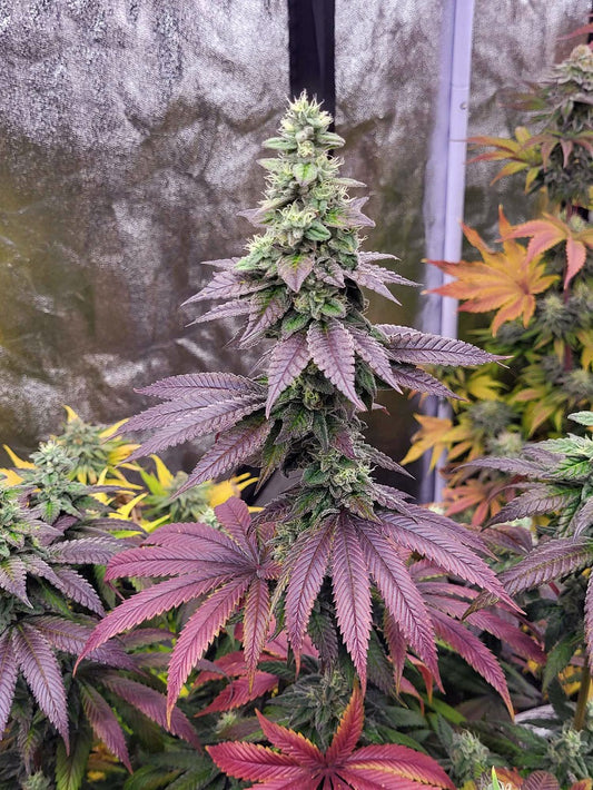 LIMON BLANCO V3 FEMALE CLONES- (KHALIFA GENETICS)