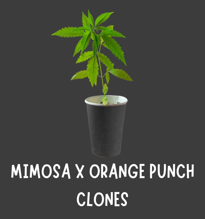 MIMOSA X ORANGE PUNCH CLONES (BARNEY'S FARMS)