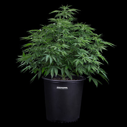 ROSETTA STONED FEMALE CLONES