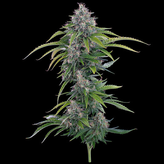 ROSETTA STONED FEMALE CLONES