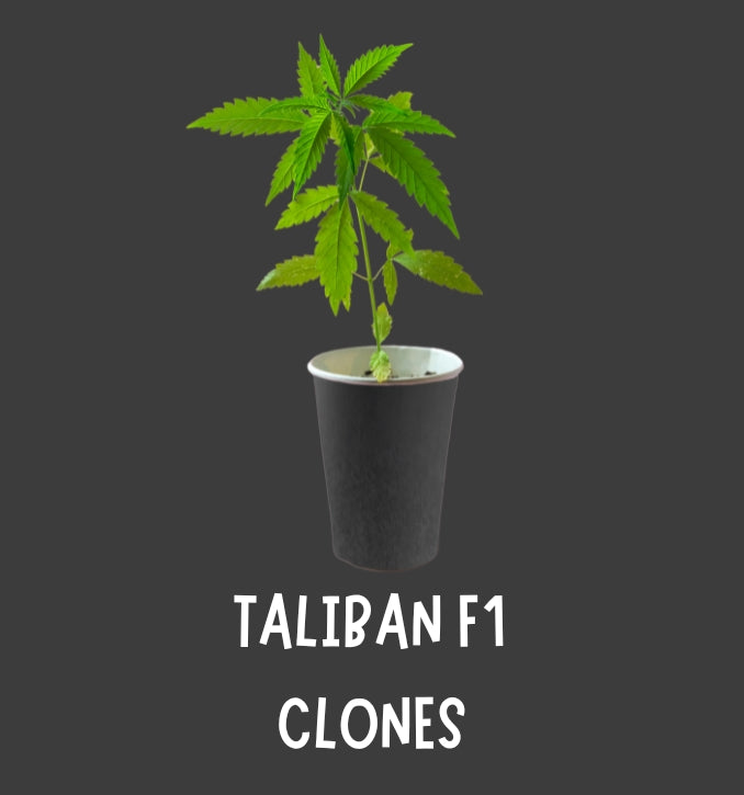 TALIBAN F1 CLONES (ELITE CUT GENETICS)