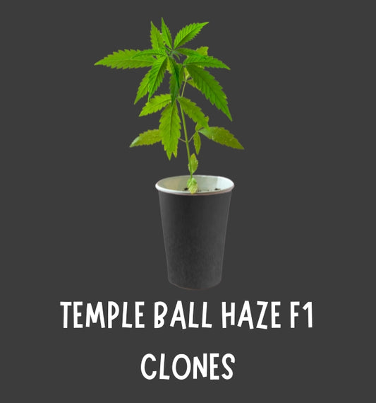 TEMPLE BALL HAZE F1 CLONES (RESURRECTION GENETICS)