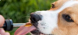 HEMP & TAILS BROAD SPECTRUM CBD DOG TREATS