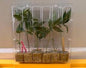 CHEMICAL ODOR F2 FEMALE CLONES (CHEMDOG 91 X SKUNK #1)