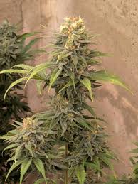 CINDY 99 X ORIGINAL HAZE FEMALE CLONES