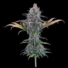 CINDY 99 X ORIGINAL HAZE FEMALE CLONES