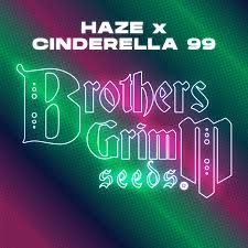 CINDY 99 X ORIGINAL HAZE FEMALE CLONES