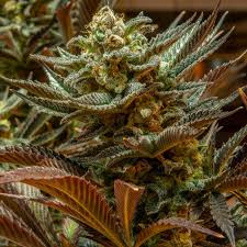 CINDY 99 X ORIGINAL HAZE FEMALE CLONES