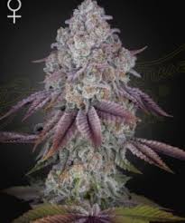 BUBBLES BLUEBERRY F4 FEMALE CLONES