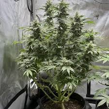 BUBBLES BLUEBERRY F4 FEMALE CLONES