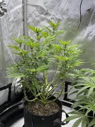 BUBBLES BLUEBERRY F4 FEMALE CLONES