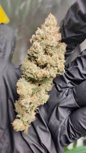 BUBBLES BLUEBERRY F4 FEMALE CLONES