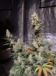 CHEMICAL ODOR F2 FEMALE CLONES (CHEMDOG 91 X SKUNK #1)