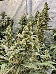 CHEMICAL ODOR F2 FEMALE CLONES (CHEMDOG 91 X SKUNK #1)