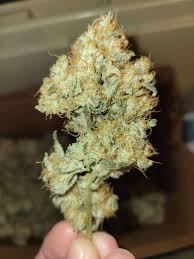 SKYLINE FEMALE CLONES (TEXAS SHORELINE X APPALACHIA)