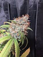 SKYLINE FEMALE CLONES (TEXAS SHORELINE X APPALACHIA)