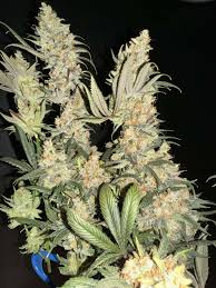 SKYLINE FEMALE CLONES (TEXAS SHORELINE X APPALACHIA)