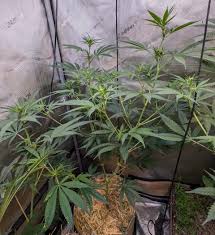 SKYLINE FEMALE CLONES (TEXAS SHORELINE X APPALACHIA)