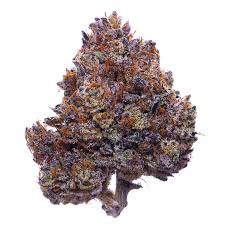 ***EXOTIC***PURPLE HAZE THCa FLOWER- SATIVA- INDOOR LIVING SOIL (19.5% THCa)