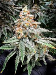 ALADDINS KUSH- KHALIFA GENETICS- FEMINIZED SEEDS – Flor Medica