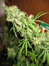 SANTA MARTA COLOMBIAN GOLD- FLOR MEDICA STRAIN HUNT- PURE SATIVA- REGULAR SEEDS (COLOMBIAN LANDRACE GENETICS)