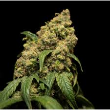 SANTA MARTA COLOMBIAN GOLD- FLOR MEDICA STRAIN HUNT- PURE SATIVA- REGULAR SEEDS (COLOMBIAN LANDRACE GENETICS)