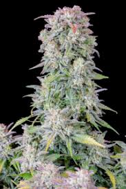 SHEBERGHAN HASHPLANT- KHALIFA GENETICS- REGULAR SEEDS (AFGHAN LANDRACE GENETICS)